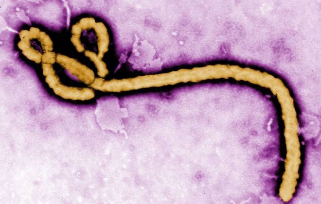 Criminosos usam surto de ebola para aplicar golpes na internet